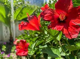 vallmo blommor eller papaver rhoeas vallmo i trädgård, tidigt vår på en värma solig dag, mot en ljus blå himmel. hög kvalitet Foto