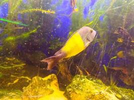 en små, gyllene fisk med fenor och en svans simmar längs de botten av de oceanarium. fisk blåsa bubblor in i de vatten. närliggande stenar och färgad växter foto
