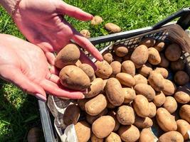 potatisar från de trädgård i de händer av de jordbrukare. naturlig potatis i de hud, eco produkt, jordbruk. vegan mat, friska mat och vitaminer foto
