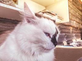 vit sömnig katt sitter på de säng. söt katt, fluffig djur- med vit päls. blåögd kattunge med en svart näsa och lång polisonger. söt katt foto