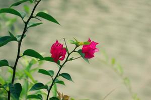 papper blommor eller bougenville med röd blomma är blomning foto