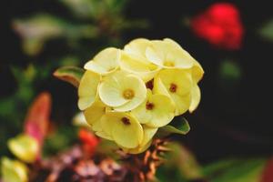 närbild av blomma i utomhus- trädgård foto