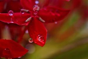 närbild av dagg droppar på röd blomma foto