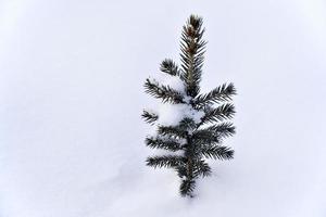 en små tall träd i de snö i de vinter- eftermiddag. en skön liten jul träd i en vinter- fält. frysta gran. foto