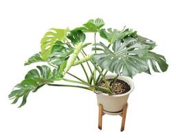 tropisk monstera kluvna blad philodendron natur växt isolerat på vit bakgrund. swiss ost växt. foto