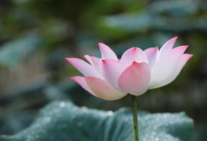 rosa lotus blomma med grön löv som bakgrund foto
