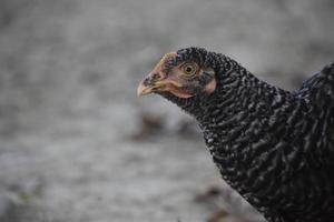 svart höna närbild ansikte med fläck bakgrund foto