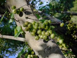 botten se av färsk grön frukt av klunga fikon på de figowiec groniasti träd eller ficus racemosa träd i tropisk skog foto