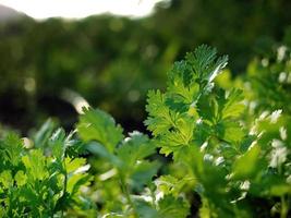 koriander på fält mot solljus bakgrund. stänga upp färsk växande grön koriander Koriander löv i vegetabiliska komplott foto