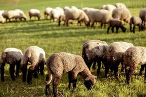 flock av får på fält. får och lamm på de äng äter gräs i de besättning. jordbruk utomhus. skön landskap. djur av odla. solig kväll, Fantastisk väder. foto