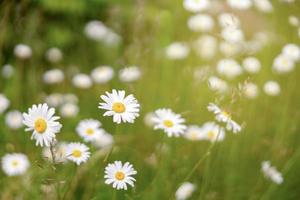 fält av kamomill. kamomill daisy blommor, solig dag. sommar prästkragar. skön natur scen med blomning medicinsk kamomill. alternativ medicin. vår blomma bakgrund. skön äng. foto