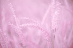 suddig, rosa gräs blommor, mjuk fokus, natur fläck rosa bakgrund. foto