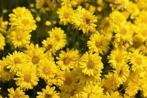 ljus krysantemum indicum linn blommor i trädgård bakgrund foto