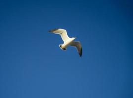 seagulls i wolmido ö, incheon, korea foto