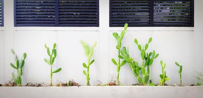 grön kaktus växa med grå betong vägg. träd eller växt på grå tapet eller bakgrund. öken- eller tropisk växt tillväxt. foto