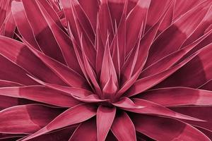 agave löv rosett närbild. abstrakt blommig mönster. vild agave växt räv svans. bild tonad i Färg av år 2023 viva magenta. foto