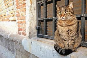 katt Sammanträde på fönster tröskel utomhus med bossig se foto