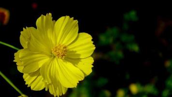 de skön och Fantastisk svavel kosmos blomma foto