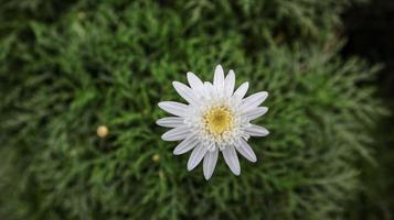 vit blomma prästkrage daisy eller argyranthemum frutescens eller paris daisy dekorativ växt för privat trädgård och offentlig parkera. foto