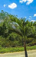 tropisk djungel skog med väg genom de by kantunilkin Mexiko. foto