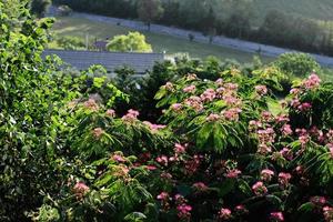 albizia är en arter av träd i de släkte albizia av de grönsak familj fabaceae. foto