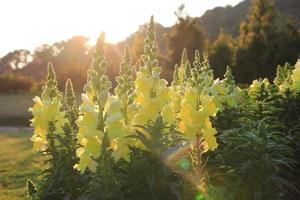 resa till Chiang Mai, thailand. blomning gul gladioler på de äng på de solnedgång. foto