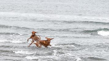 2 vizsla spelar i vatten foto