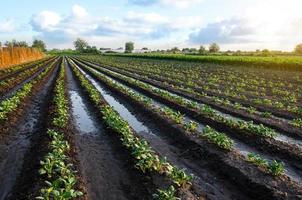 nyligen vattnas potatis växter. yta bevattning av gröda på plantage. lantbruk och jordbruksnäring. växande grönsaker utomhus på öppen jord fält. agronomi. fuktande. europeisk jordbruk. foto