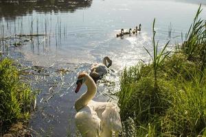 en familj av svanar simmar längs de sjö foto