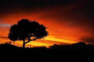 en träd silhuett på solnedgång. afrikansk solnedgång.vacker röd gul solnedgång. foto