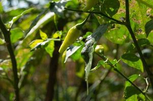 fruiting chili växter. chili växter i de trädgård under de dag foto