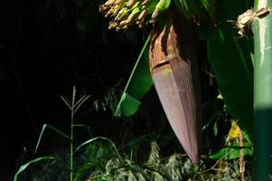 mörk ung banan hjärta. banan träd blomma. foto