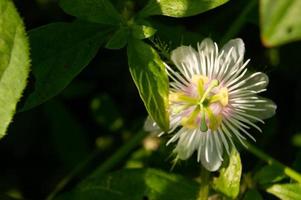 rambusa eller passiflora foetida är en växt den där har små frukt, många människor ring upp den en mini markis vars frukt kan vara uppäten. foto