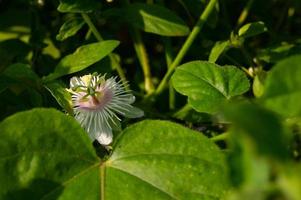 rambusa eller passiflora foetida är en växt den där har små frukt, många människor ring upp den en mini markis vars frukt kan vara uppäten. foto