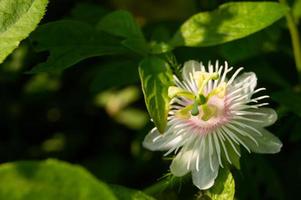 rambusa eller passiflora foetida är en växt den där har små frukt, många människor ring upp den en mini markis vars frukt kan vara uppäten. foto