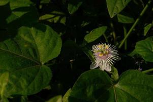 rambusa eller passiflora foetida är en växt den där har små frukt, många människor ring upp den en mini markis vars frukt kan vara uppäten. foto