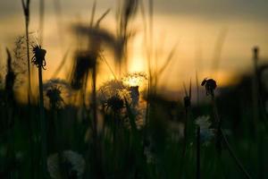 maskros i de solnedgång med skön bokeh. ljus bryter genom de blomma foto