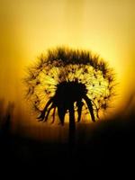 maskros i de solnedgång med skön bokeh. ljus bryter genom de blomma foto