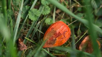 mogen physalis lögner på de gräsmatta . se av de frukt inuti. vitamin rik frukt foto