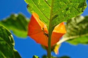 Physalis, cape krusbär hänger på de buske. orange frukt med grön löv foto