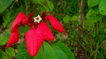 skön och fantastisk röd mussaenda erythrophylla blommor foto