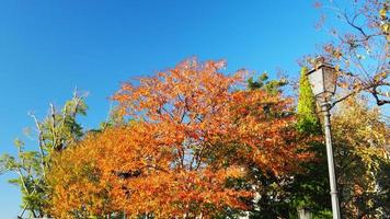 höst löv och klar blå himmel. foto