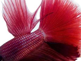 närbild textur av röd siamese stridande fisk foto