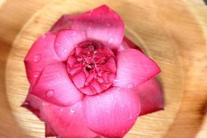 mycket trevlig lotus blomma på en trevlig korg- pott. skön blomning rosa lotus blomma foto
