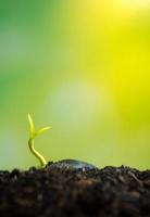 friskhet nytt liv, blad av unga plantor plantor i naturen foto