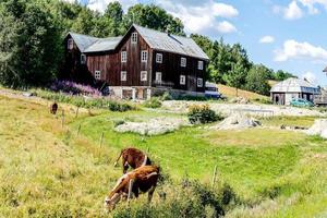 landskap på sommaren foto