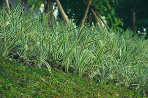 de dekorativ parisian lilja eller phalaris arundinacea, eller vass kanariefågel gräs. foto