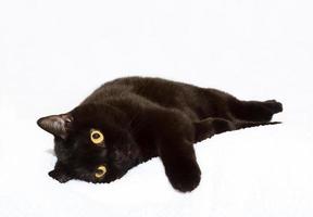 svart katt på vit foto