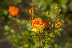 skön och ljus ro växa i en blomma säng i de parkera. ta en promenad i de parkera på en sommar dag och se på de skön blommor. selektiv fokus, blommig tapet. foto