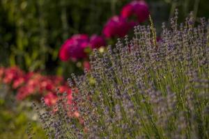 skön och ljus blommor växa i en blomma säng i de parkera. ta en promenad i de parkera på en sommar dag och se på de skön blommor. selektiv fokus, blommig tapet. foto